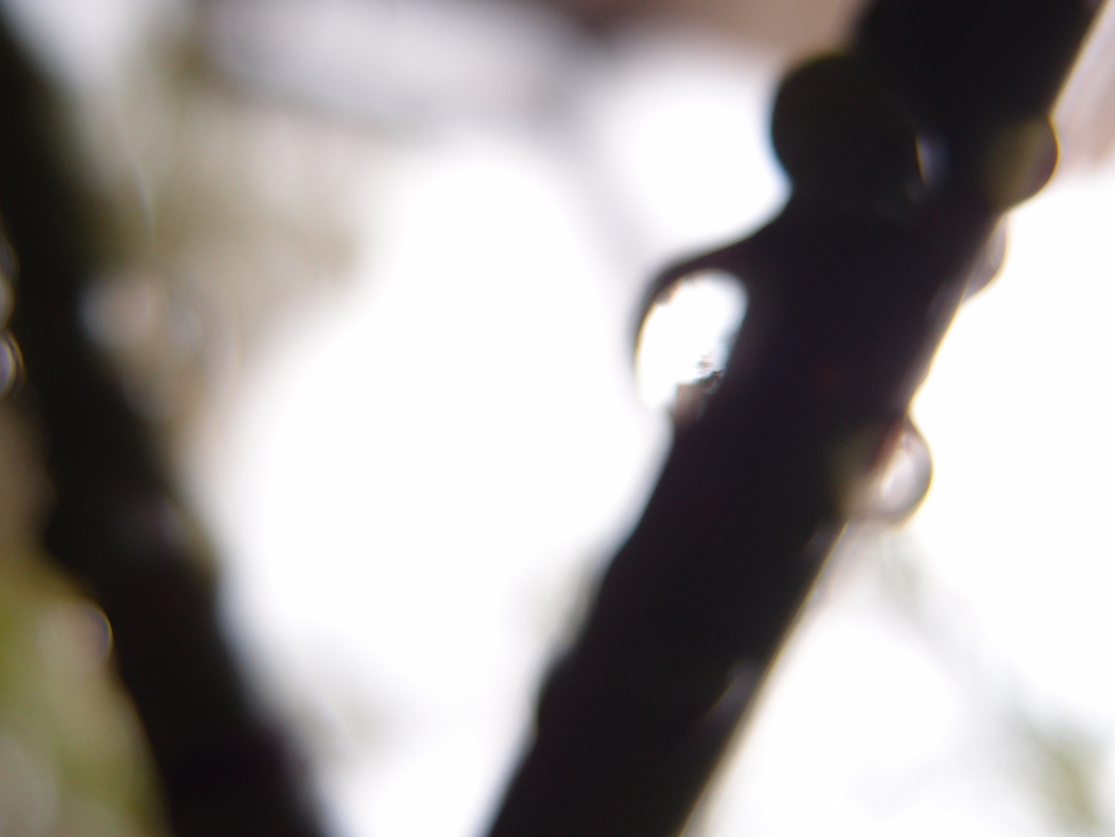 2019-08-18 Tropfen an Ästen